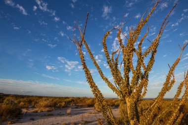 Meksika, Baja California 'daki Kaktüs tarlaları