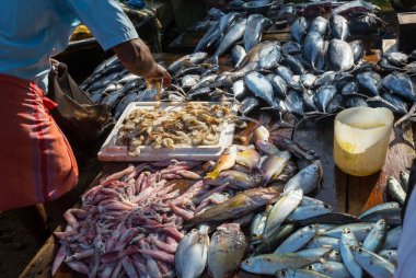 Balık pazarında taze balık, Sri Lanka
