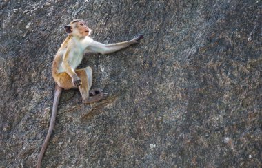 Monkey in the tropical forest in Thailand