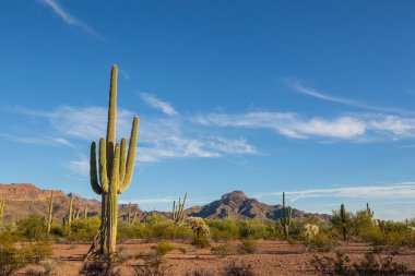 Saguaro Cactus in Organ Pipe National Monument, USA clipart