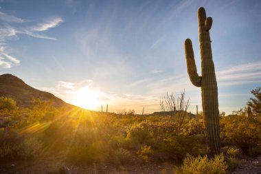 Saguaro Cactus in Organ Pipe National Monument, USA