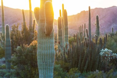 Saguaro Cactus in Organ Pipe National Monument, USA
