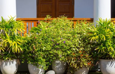 Collection of colorful flowers and ornamental plants in pots on a corner of town street