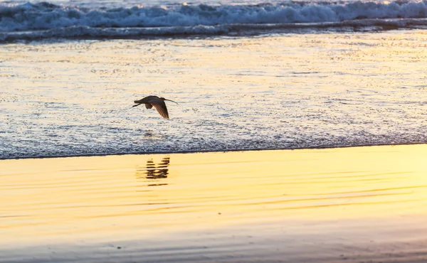 นกบนชายหาดตอนพระอาท — ภาพถ่ายสต็อก