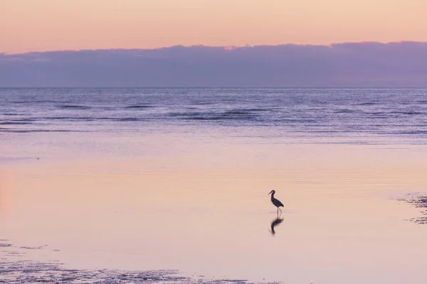 Bird Ocean Beach Sunset —  Fotos de Stock