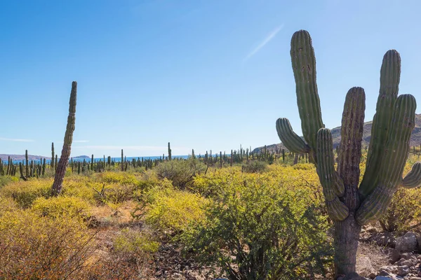 Cactus Fields Mexico Baja California — Stock Photo, Image