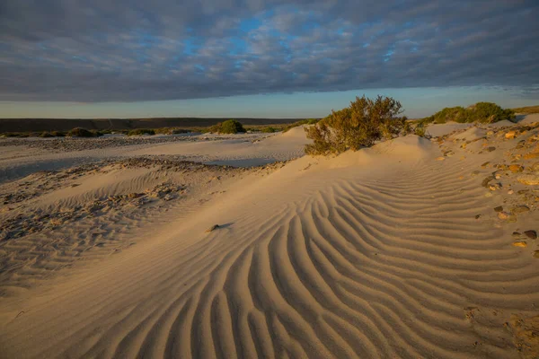 Grass Sand Desert — Foto Stock