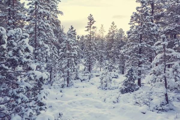 Scenic Snow Covered Forest Winter Season Good Christmas Background — Stock Photo, Image