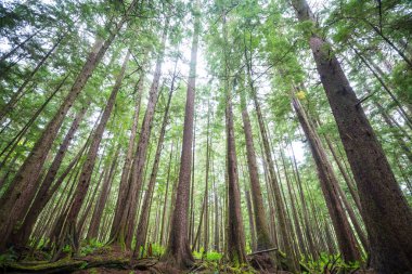 Bahar ormanındaki yüksek ağaçların alt manzarası
