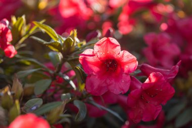 Rhododendron in the botanical garden in spring season