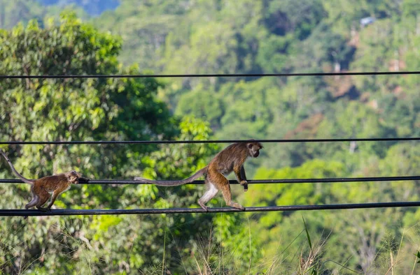 Monkeys Walking Wires Sri Lanka — Stock Photo, Image