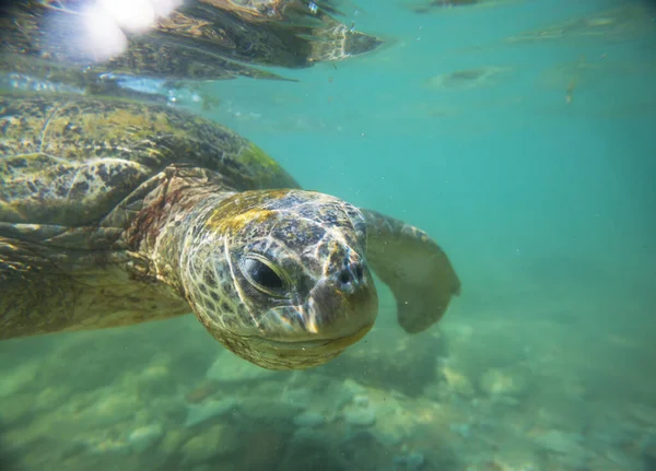 Okyanusun Altındaki Dev Deniz Kaplumbağası — Stok fotoğraf