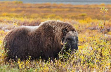 Kuzey Kutbu tundrasında, Kanada 'da sonbahar manzarasında vahşi misk öküzü