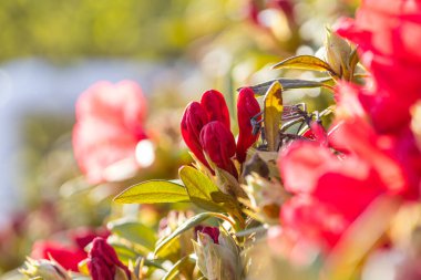 Rhododendron in the botanical garden in spring season