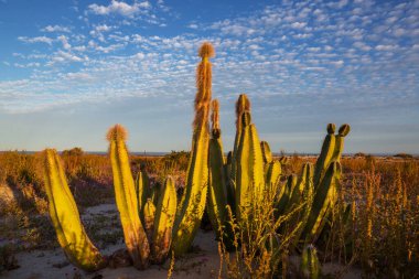 Meksika, Baja California 'daki Kaktüs tarlaları