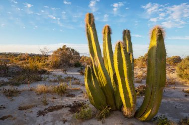 Meksika, Baja California 'daki Kaktüs tarlaları