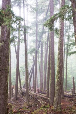 Sihirli sisli orman. Güzel doğal manzaralar..