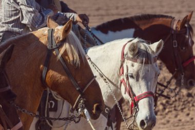 Gaucho on the horse in Mexico