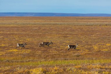 Norveç 'te yaz mevsiminde ren geyiği