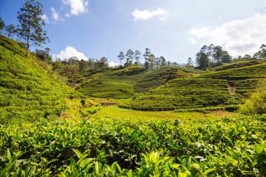Sri Lanka 'da yeşil doğal manzara _ çay çiftliği