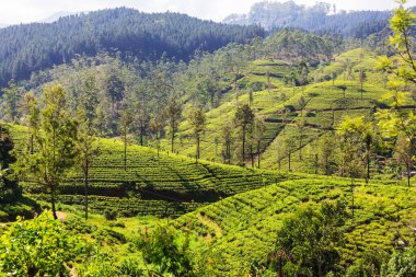 Sri Lanka 'da yeşil doğal manzara _ çay çiftliği