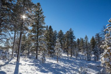 Kış mevsiminde karla kaplı orman manzarası. Noel arkaplanı için iyi.