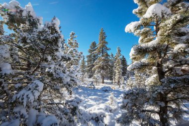 Kış mevsiminde karla kaplı orman manzarası. Noel arkaplanı için iyi.