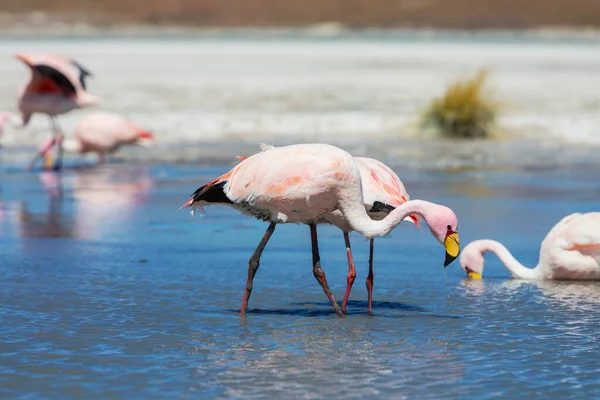 Flamingo Lake Bolivian Altiplano Wildlife Nature Wilderness — Stock Photo, Image