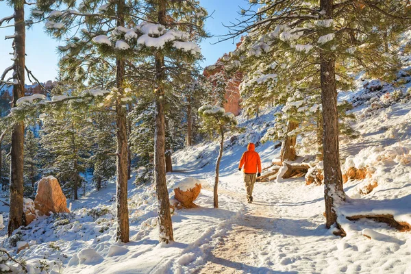 Male Traveler Snow Forest Bryce Canyon Utah Usa — Stockfoto