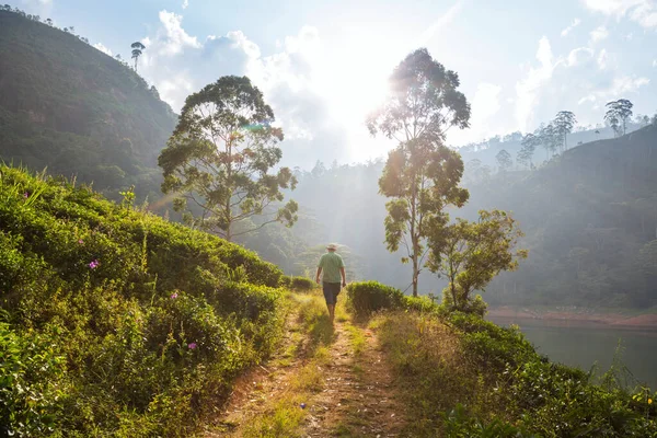 Sri Lanka 'daki yeşil doğal manzara çay tarlaları