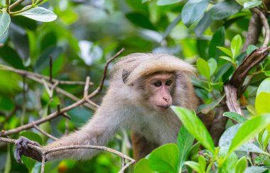 Tayland 'daki tropikal ormanda maymunlar
