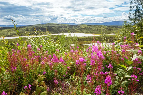 Arktische Landschaften Blumenwiese Alaska Zur Sommerzeit — Stockfoto