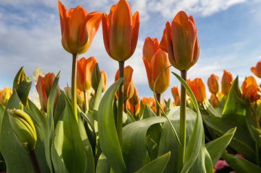 Bahar bahçesinde renkli lale grubu. Parlak renkli lale fotoğraf arkaplanı. İnanılmaz bahar konsepti ve arka plan.