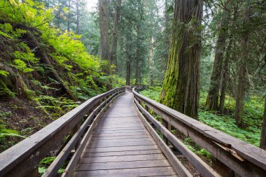 Sekoya ormanındaki patika.
