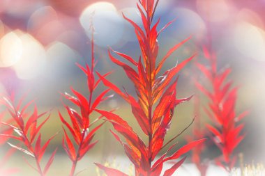 Çiçek çayırında güneşli bir gün. Güzel doğal arka plan. Doğadaki yabani bitkiler.