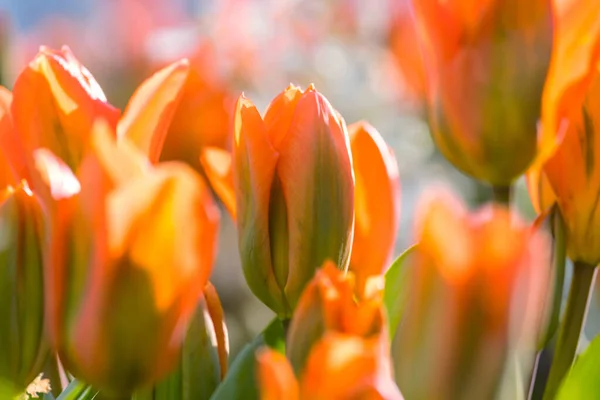 Grupo Tulipanes Colores Jardín Primavera Fondo Brillante Foto Tulipán Colorido —  Fotos de Stock