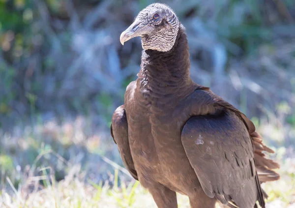 Bald Eagle Haliaeetus Leucocephalus Bird Prey Found North America Everglades — Stock Photo, Image