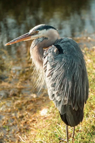 佛罗里达州Everglades Np的蓝鹭 美丽的野生动物和鸟类 — 图库照片