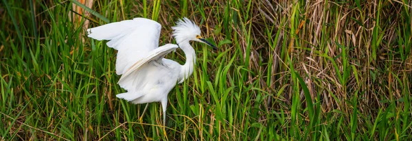 Egret Nevoso Nel Parco Nazionale Delle Everglades Florida — Foto Stock