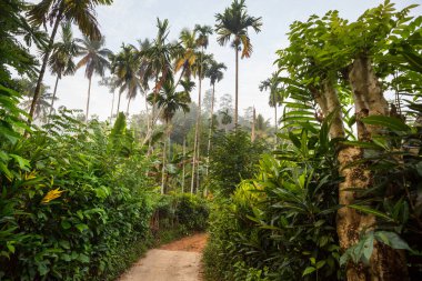 Doğal arka plan için güzel yeşil tropikal orman