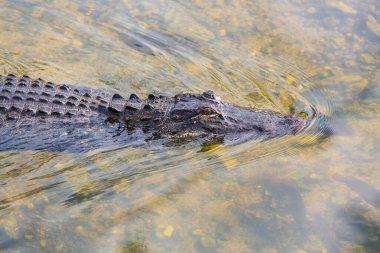 Amerikan Timsahı Everglades 'te yüzüyor ve vahşi doğa ulusal parkında renkli bir yansıması var.