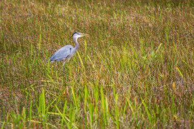 Everglades NP, Florida 'da mavi balıkçıl. Güzel vahşi hayvanlar ve kuşlar