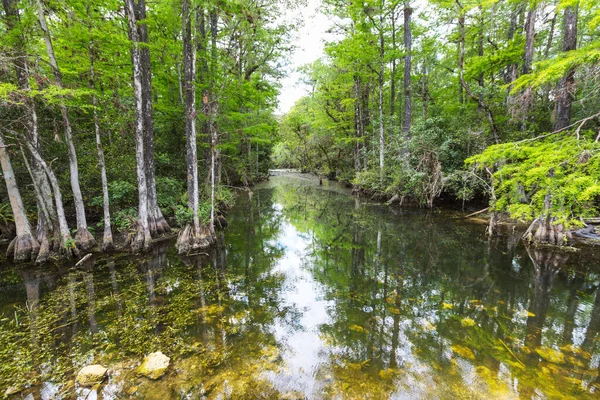 Bald Cypress Trees Reflecting Water Florida Swamp Warm Summer Day — Stockfoto