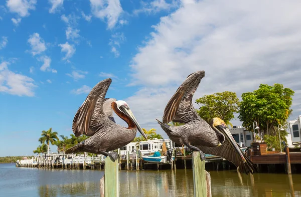 Pelicani Sulla Riva Del Mare — Foto Stock