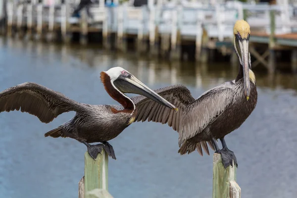 Pelicans Sea Shore — Stock Photo, Image