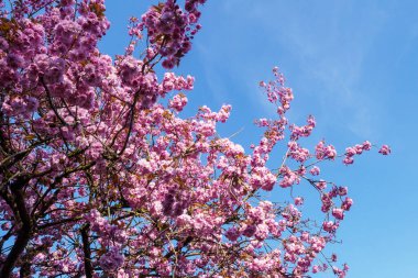 Bahar bahçesinde çiçek açan ağaç. Güzel bahar doğal arka plan.