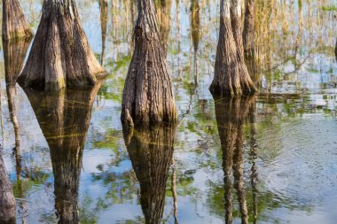 Sıcak bir yaz gününde Florida 'daki bir bataklıkta, suya yansıyan kel selvi ağaçları.