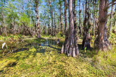 Sıcak bir yaz gününde Florida 'daki bir bataklıkta, suya yansıyan kel selvi ağaçları.