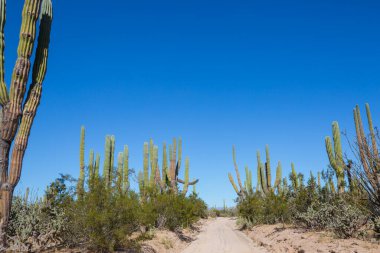 Beautiful natural landscapes in Baja California, Mexico