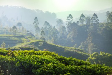 Sri Lanka 'daki yeşil doğal manzara çay tarlaları